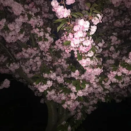 Adonis Гостевой дом Ужгород