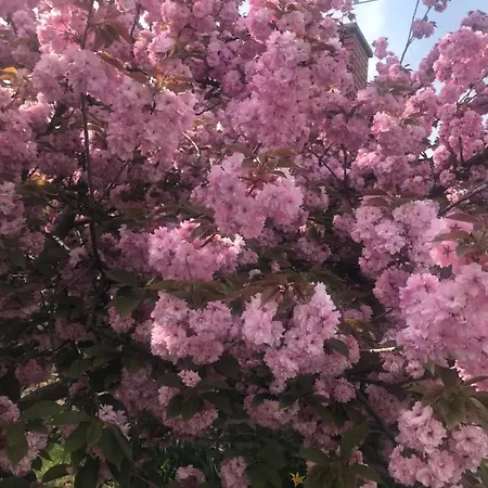 Adonis Гостевой дом