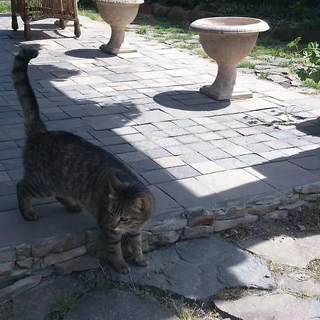 Adonis Гостевой дом