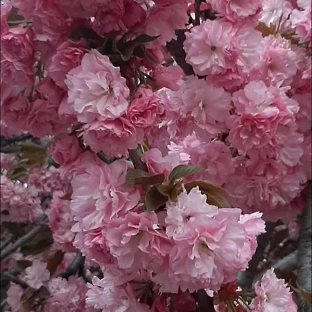 Гостевой дом Adonis Ужгород