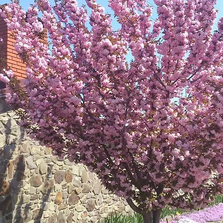 Guest house Adonis Uzhhorod