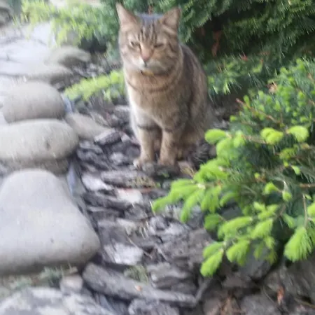 Гостевой дом Adonis 4*