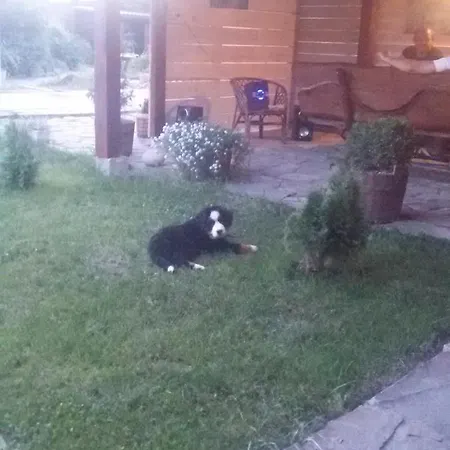 Adonis Guest house 4*