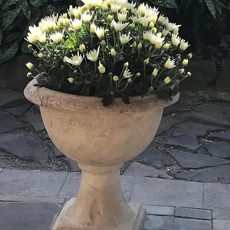 Guest house Adonis Uzhhorod